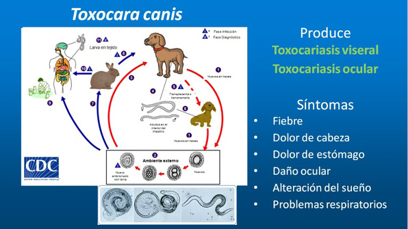 ciclo toxoaca.jpg