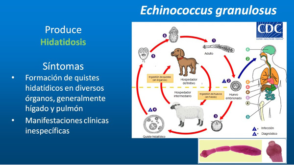 ciclos echinococcus.jpg